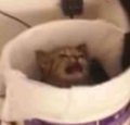 cat.jpg