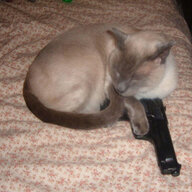 vermin
